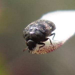 Dermestidae sp. (family) at Molonglo Valley, ACT - 3 Oct 2022