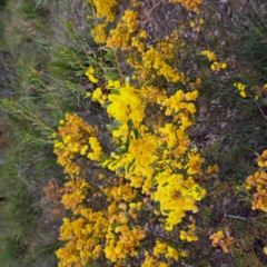 Acacia buxifolia subsp. buxifolia (Box-leaf Wattle) at Bruce Ridge to Gossan Hill - 3 Oct 2022 by abread111