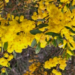 Acacia buxifolia subsp. buxifolia at Bruce, ACT - 4 Oct 2022 10:09 AM