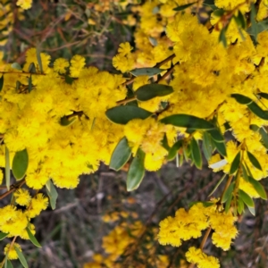 Acacia buxifolia subsp. buxifolia at Bruce, ACT - 4 Oct 2022 10:09 AM