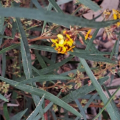 Daviesia mimosoides subsp. mimosoides at Bruce Ridge to Gossan Hill - 3 Oct 2022 by abread111