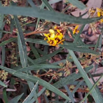 Daviesia mimosoides subsp. mimosoides at Bruce Ridge to Gossan Hill - 3 Oct 2022 by abread111