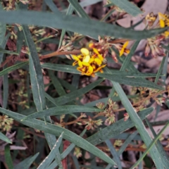 Daviesia leptophylla (TBC) at Bruce, ACT - 3 Oct 2022 by abread111