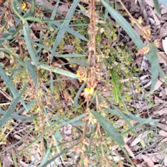 Daviesia mimosoides subsp. mimosoides at Bruce, ACT - 4 Oct 2022 10:05 AM