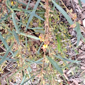 Daviesia mimosoides subsp. mimosoides at Bruce, ACT - 4 Oct 2022