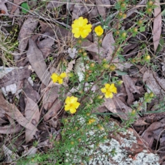 Hibbertia sp. (Guinea Flower) at Bruce Ridge to Gossan Hill - 3 Oct 2022 by abread111