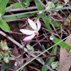 Caladenia fuscata (Dusky Fingers) at Point 5828 - 4 Oct 2022 by abread111