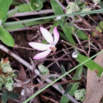 Caladenia fuscata (Dusky Fingers) at Bruce Ridge to Gossan Hill - 3 Oct 2022 by abread111