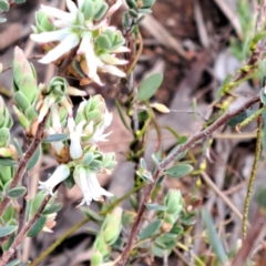 Brachyloma daphnoides (Daphne Heath) at Point 5828 - 3 Oct 2022 by abread111