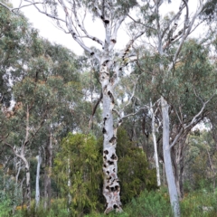 Eucalyptus rossii (Inland Scribbly Gum) at Bruce Ridge to Gossan Hill - 3 Oct 2022 by abread111