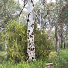 Eucalyptus rossii at Bruce, ACT - 4 Oct 2022