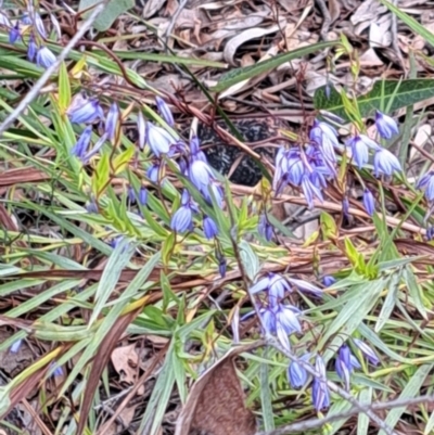 Stypandra glauca (Nodding Blue Lily) at Bruce, ACT - 4 Oct 2022 by abread111