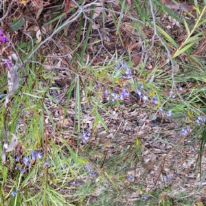 Stypandra glauca at Bruce, ACT - 4 Oct 2022