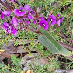 Hardenbergia violacea (False Sarsaparilla) at Bruce Ridge to Gossan Hill - 3 Oct 2022 by abread111