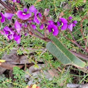 Hardenbergia violacea at Bruce, ACT - 4 Oct 2022