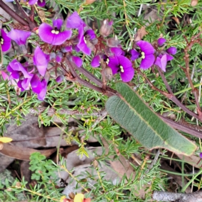 Hardenbergia violacea (False Sarsaparilla) at Bruce, ACT - 4 Oct 2022 by abread111