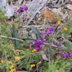 Hardenbergia violacea at Bruce, ACT - 4 Oct 2022