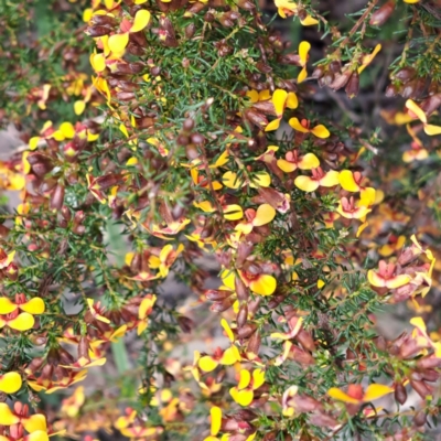 Dillwynia phylicoides (A Parrot-pea) at Bruce Ridge to Gossan Hill - 3 Oct 2022 by abread111