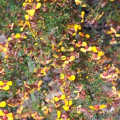 Dillwynia phylicoides (A Parrot-pea) at Bruce, ACT - 3 Oct 2022 by abread111