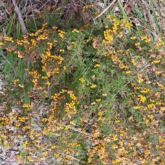 Dillwynia phylicoides at Bruce, ACT - 4 Oct 2022 09:57 AM