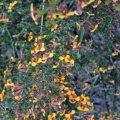 Dillwynia phylicoides at Bruce, ACT - 4 Oct 2022 09:57 AM