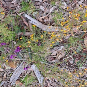 Dillwynia phylicoides at Bruce, ACT - 4 Oct 2022