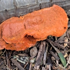 Trametes coccinea at Watson, ACT - 18 Sep 2022