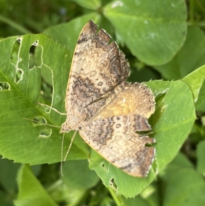 Chrysolarentia mecynata (Mecynata Carpet Moth) at Jerrabomberra, NSW - 4 Oct 2022 by SteveBorkowskis