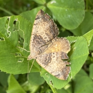 Chrysolarentia mecynata (Mecynata Carpet Moth) at suppressed by Steve_Bok