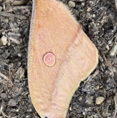 Opodiphthera helena (Helena Gum Moth) at QPRC LGA - 4 Oct 2022 by Steve_Bok