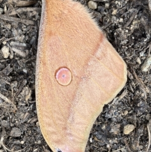 Opodiphthera helena (Helena Gum Moth) at suppressed by Steve_Bok