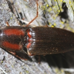 Monocrepidius (genus) (Click beetle) at Aranda, ACT - 3 Oct 2022 by Harrisi