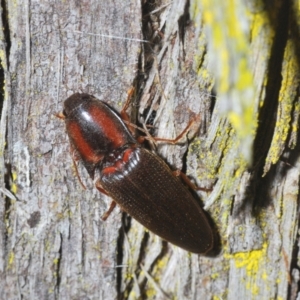 Monocrepidus sp. (genus) at Aranda, ACT - 3 Oct 2022