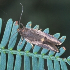 Leistomorpha brontoscopa (A concealer moth) at Aranda Bushland - 3 Oct 2022 by Harrisi