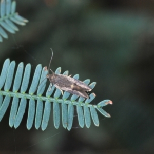 Leistomorpha brontoscopa at Cook, ACT - 3 Oct 2022