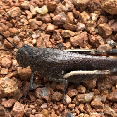 Cirphula pyrrhocnemis (Variable Cirphula) at Sutton, NSW - 19 Mar 2022 by Whirlwind