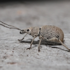 Merimnetes oblongus (Radiata pine shoot weevil) at Acton, ACT - 2 Oct 2022 by TimL