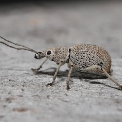 Merimnetes oblongus (Radiata pine shoot weevil) at ANBG - 2 Oct 2022 by TimL