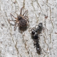 Euryopis sp. (genus) (An ant eating spider) at Acton, ACT - 2 Oct 2022 by TimL