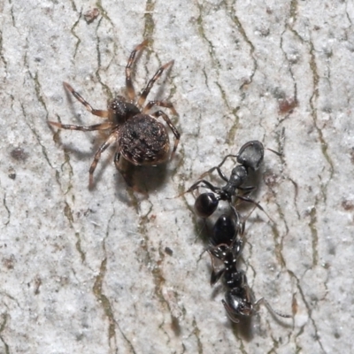 Cryptachaea veruculata (Diamondback comb-footed spider) at ANBG - 2 Oct 2022 by TimL