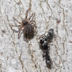 Unidentified Other web-building spider (TBC) at Acton, ACT - 2 Oct 2022 by TimL