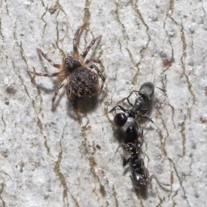 Unidentified Other web-building spider (TBC) at suppressed by TimL