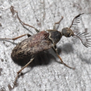 Ptilophorus sp. (genus) at Acton, ACT - 2 Oct 2022