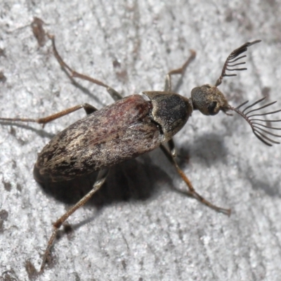 Ptilophorus sp. (genus) (Wedge-shaped beetle) at ANBG - 2 Oct 2022 by TimL