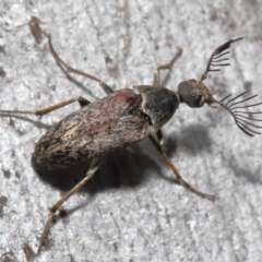 Ptilophorus sp. (genus) (Wedge-shaped beetle) at Acton, ACT - 2 Oct 2022 by TimL
