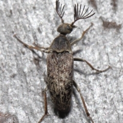 Ptilophorus sp. (genus) at Acton, ACT - 2 Oct 2022