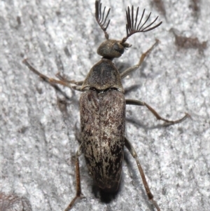 Ptilophorus sp. (genus) at Acton, ACT - 2 Oct 2022