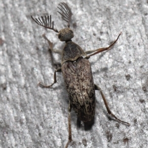 Ptilophorus sp. (genus) at Acton, ACT - 2 Oct 2022