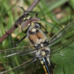 Unidentified Dragonfly (Anisoptera) (TBC) at suppressed - 2 Oct 2022 by TimL