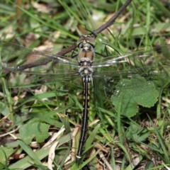 Hemicordulia tau at Acton, ACT - 2 Oct 2022